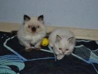 British shorthair yavru kedilerimiz