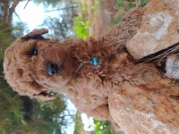 Aşılı teslim poodle