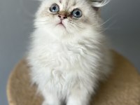 Scottish Fold Longhair