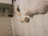 Yavru köpeklerimize yuva arıyoruz