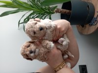 A class maltipoo yavrularımız