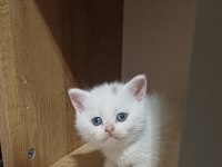 British Shorthair Minnoşum