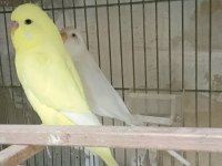 Muhabbet kuşları ver türleri