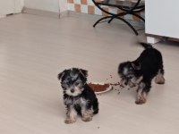 Muhteşem kaliteli yorkshire terrier