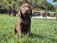 LABRADOR RETRİEVER YAVRULARI ISTANBUL