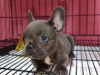 French Bulldog blue