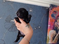 ORİJİNAL FRANSIZ BULLDOG BEBELER