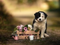 Şirin mi şirin Border Collie yavrularım