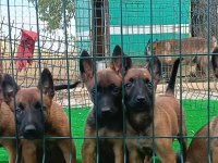 1 SINIF WORKİNG LINE BELGIAN MALINOIS