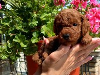 Ruhsatlı Köpek Çiftliğinden Toypoodle Yavrularımız