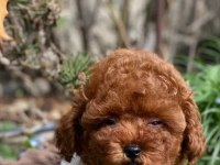 Pet’s World güvencesiyle toy poodle yavrularımız