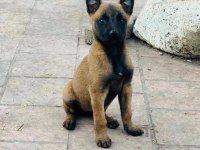 Belçika kurdu malinois