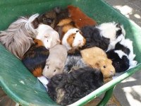 Guineapig Yavrular Aynı Gün Set Halinde Teslim Edilir
