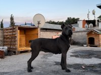 DİŞİ CANE CORSO IRK GARANTİLİ