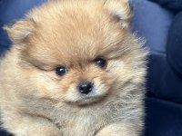 Pomeranian boo yavrular ırkına uygun