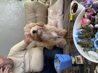 2.5 Aylık Maltipoo Dişi Yavrum Efsane Kızıl Renk