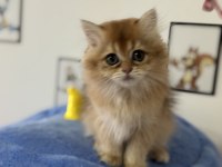 Ankarada ziyarete açık golden british longhair