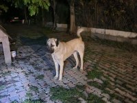 Hakiki saf kangal erkek