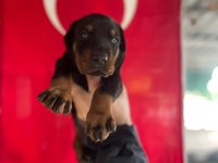 FCI A ŞECERELİ King Doberman Yavruları
