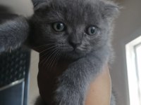 scottish fold bebeklerimiz