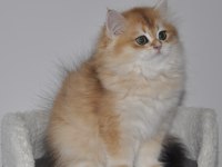 2.5 AYLIK GOLDEN BRİTİSH LONGHAİR ERKEK YAVRU