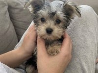 Teacup 6 aylik 900 gr dişi köpeğimiz