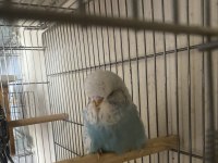 Üst vasıf yavru muhabbet kuşu