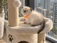 Scottish Fold Chocolate Point