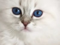Kalıcı Mavi Göz Bebek Kedimiz