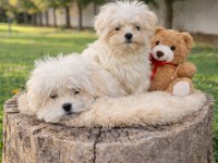 MÜTHİŞ RAKAMLARA GERÇEK MALTİPOO YAVRULAR