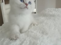 Scottish fold disi