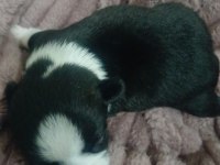 19 mayıs doğumlu köpekler yeni yuvasını arıyor