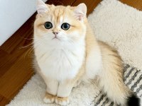 Şecereli British Shorthair Golden Ny12 Erkek Yavru