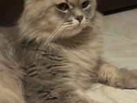 BRİTİSH LONGHAİR EKSİKSİZ DİŞİ