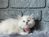 British longhair blueponit