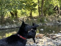 Irkının en iyisi siyah kurt köpeği