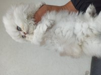 Yavru erkek scottish fold