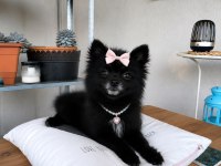 TÜRKİYE'DE BULUNAN EN MİNİK POMERANİAN 1.120 KİLOGRAM