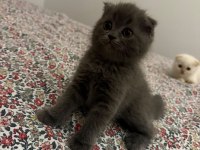 2 aylık kedilerimize yuva olur musun