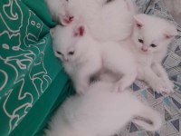 British shorthair yavrular
