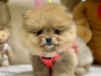 Mini teacup pomeranian kızımız tam bir ayıcık