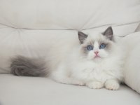 Full şecereli ragdoll yavruları