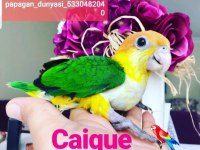 Caique kayık