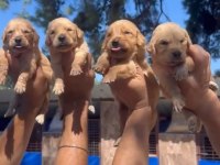 Golden Yavrular