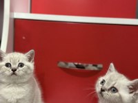 (Uygun) lynx point british shorthair yavrular