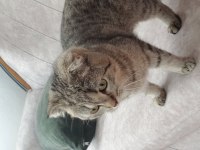 güzel kızımızı vermek zorundayım scottish fold