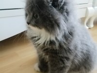 Yavrumuz evini arıyor scottish fold