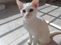 3 aylık erkek ankara kedisi yavru