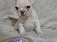 Egzotik french bulldog puppy
