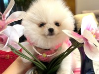 Safkan Ayıcık Surat Pomeranian Ponni